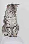 sitting Egyptian Mau