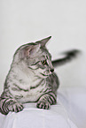 lying Egyptian Mau