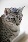 Egyptian Mau Portrait
