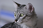 Egyptian Mau Portrait