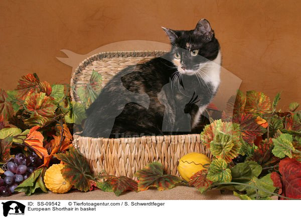 Europisch Kurzhaar in Krbchen / European Shorthair in basket / SS-09542