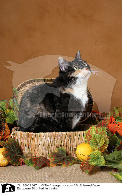 Europisch Kurzhaar in Krbchen / European Shorthair in basket / SS-09547