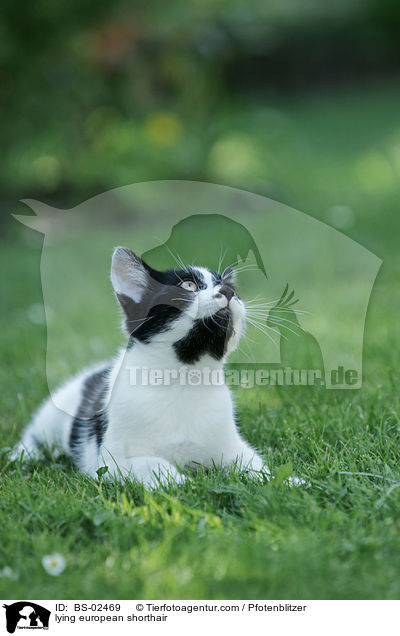 lying european shorthair / BS-02469