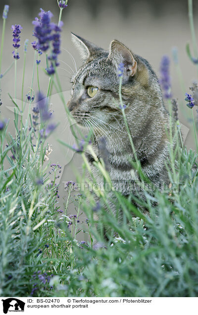 european shorthair portrait / BS-02470