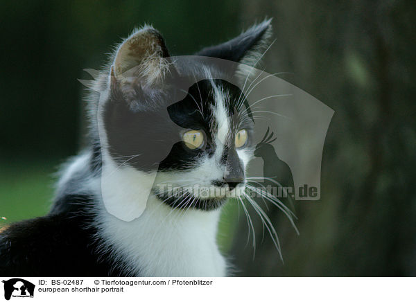 european shorthair portrait / BS-02487
