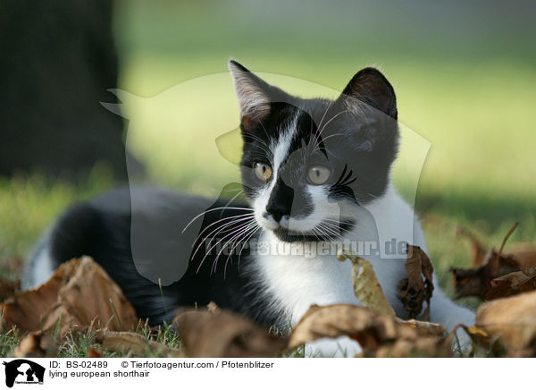 lying european shorthair / BS-02489