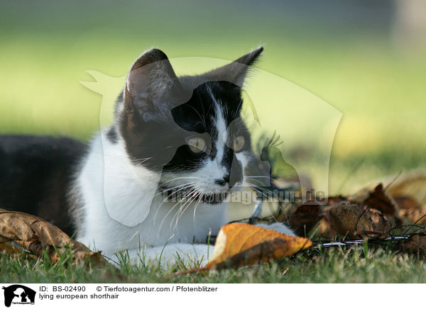 lying european shorthair / BS-02490