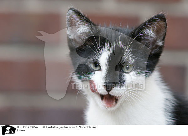 kitten / BS-03654