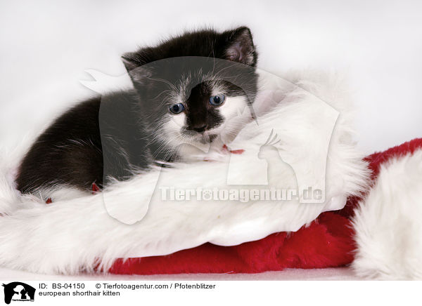 Europisch Kurzhaar Ktzchen / european shorthair kitten / BS-04150