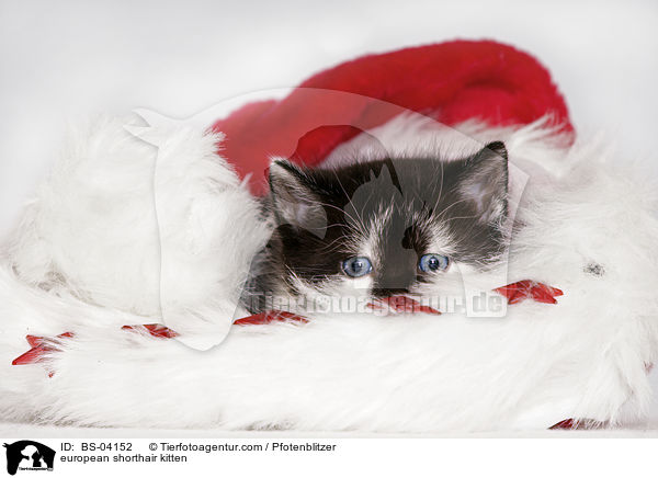 Europisch Kurzhaar Ktzchen / european shorthair kitten / BS-04152