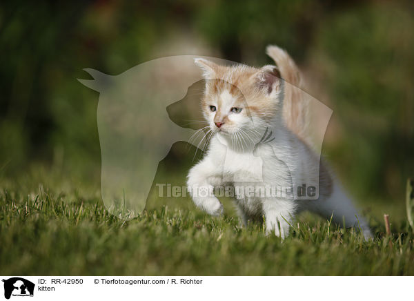 kitten / RR-42950
