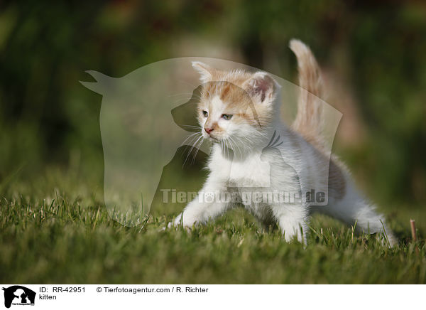 kitten / RR-42951