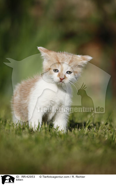 kitten / RR-42953