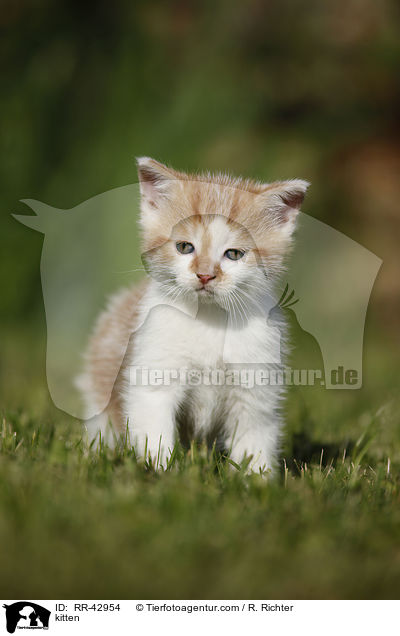 kitten / RR-42954