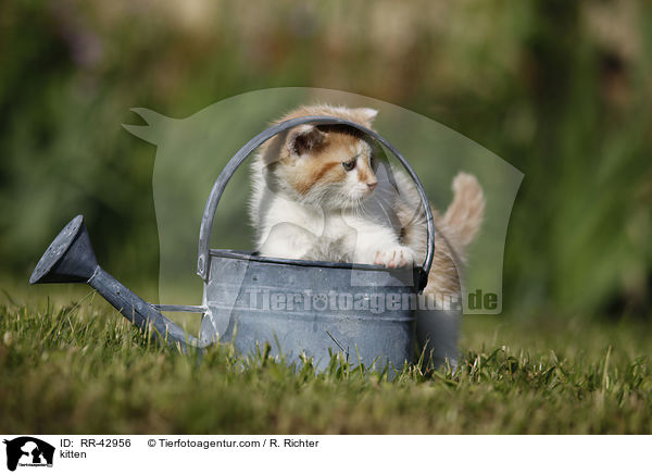 kitten / RR-42956