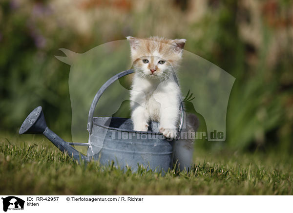 kitten / RR-42957