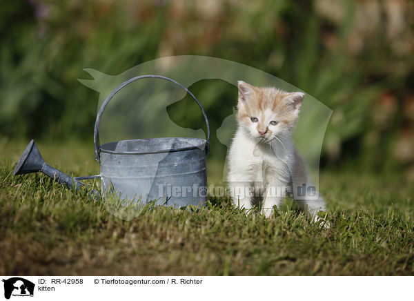 kitten / RR-42958