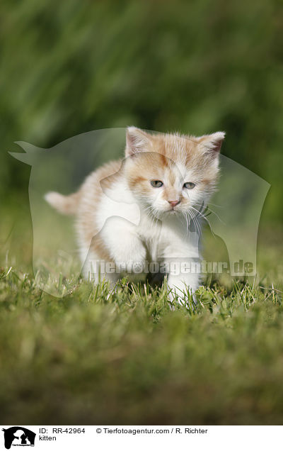 kitten / RR-42964