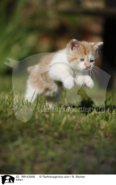 kitten / RR-42966