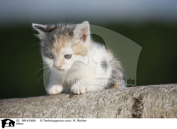 kitten / RR-42968