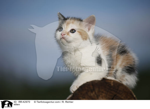 kitten / RR-42970
