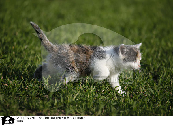 kitten / RR-42975