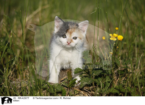 kitten / RR-42977