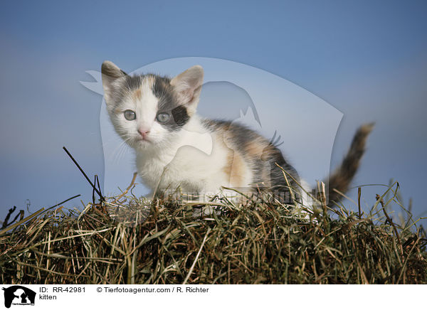 kitten / RR-42981