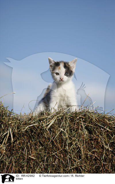 kitten / RR-42982