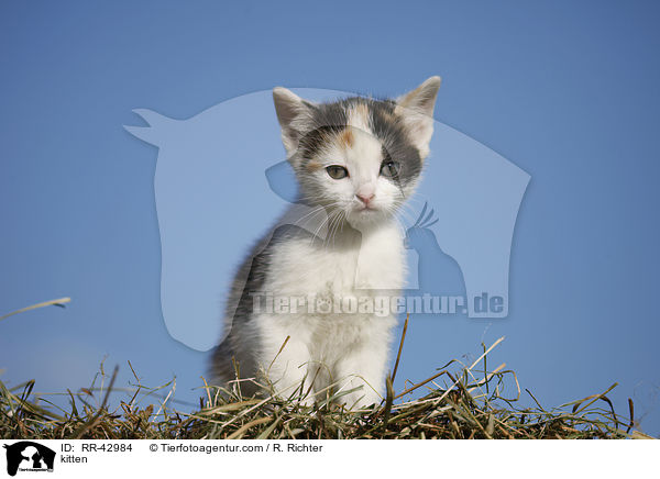 kitten / RR-42984