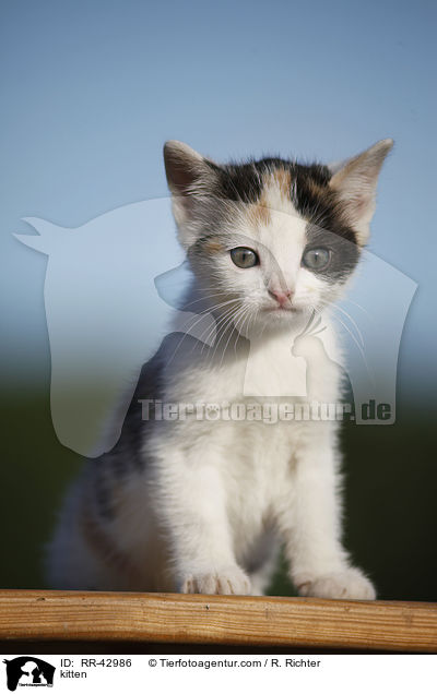 kitten / RR-42986