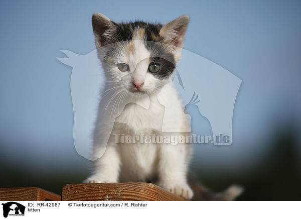 kitten / RR-42987