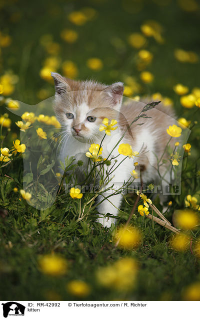 kitten / RR-42992