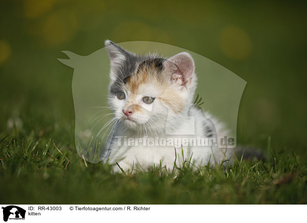 kitten / RR-43003