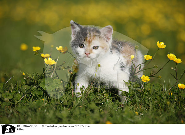 kitten / RR-43008