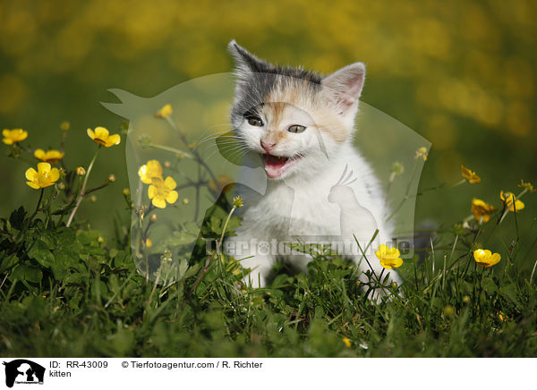 Europisch Kurzhaar Ktzchen / kitten / RR-43009
