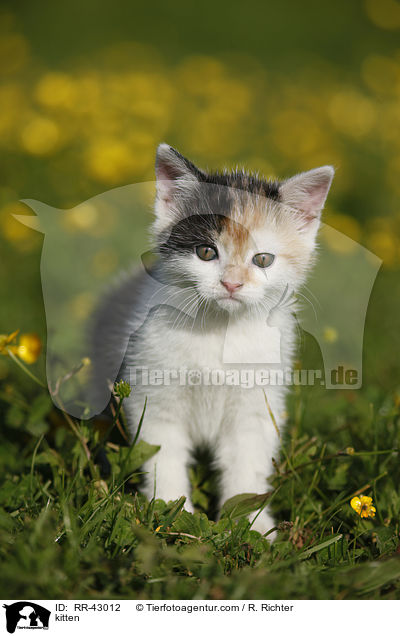 kitten / RR-43012