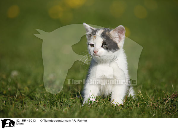 kitten / RR-43013