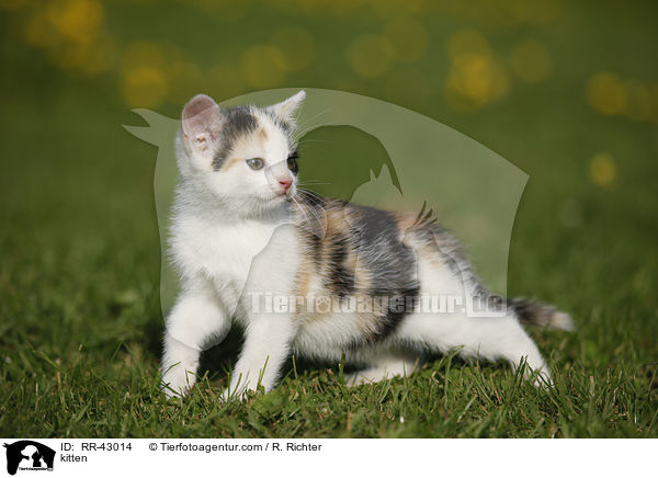 kitten / RR-43014