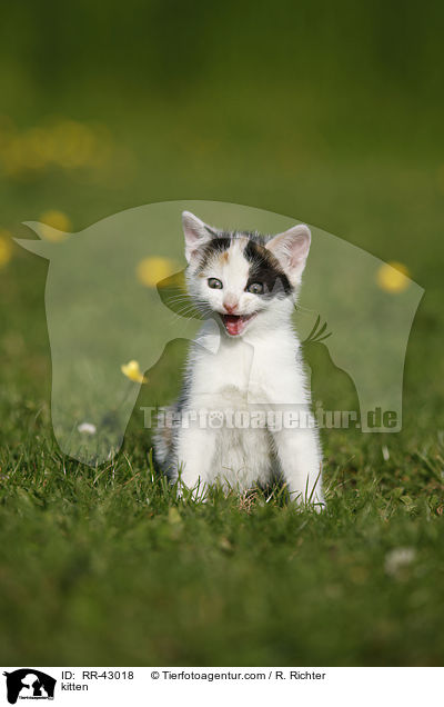 kitten / RR-43018