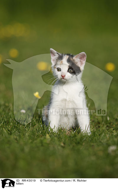 kitten / RR-43019