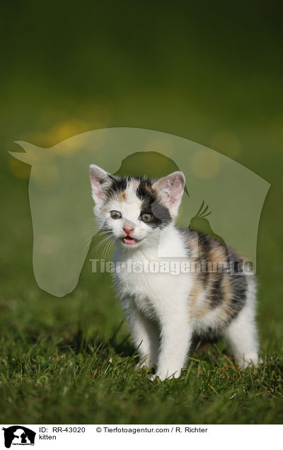 kitten / RR-43020