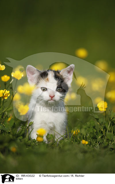 kitten / RR-43022