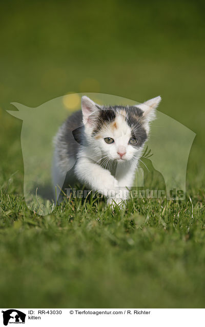kitten / RR-43030