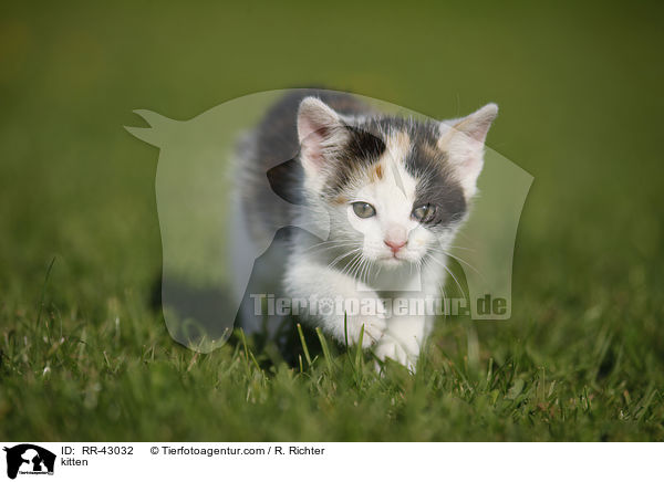 kitten / RR-43032