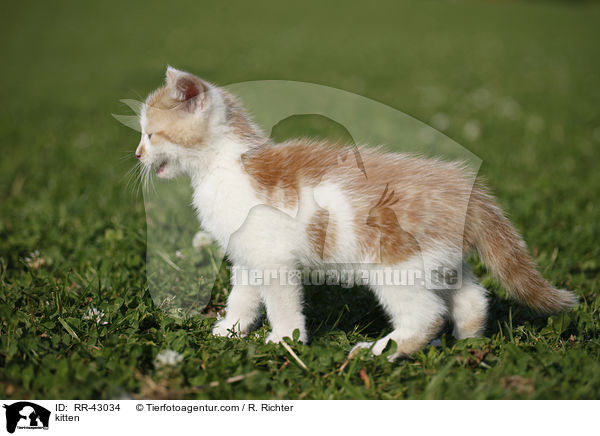 kitten / RR-43034