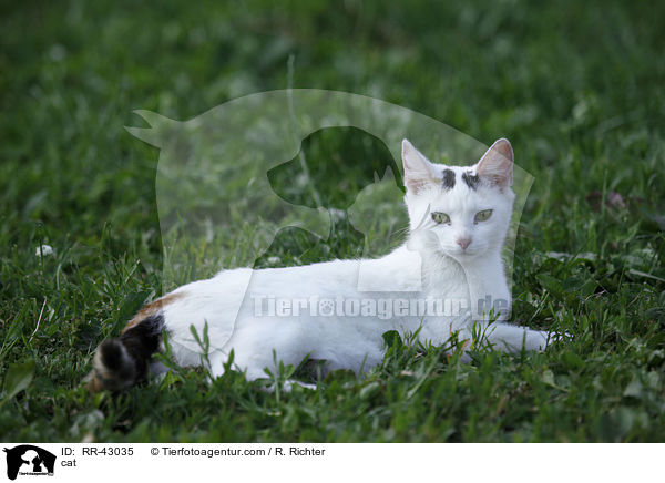 cat / RR-43035