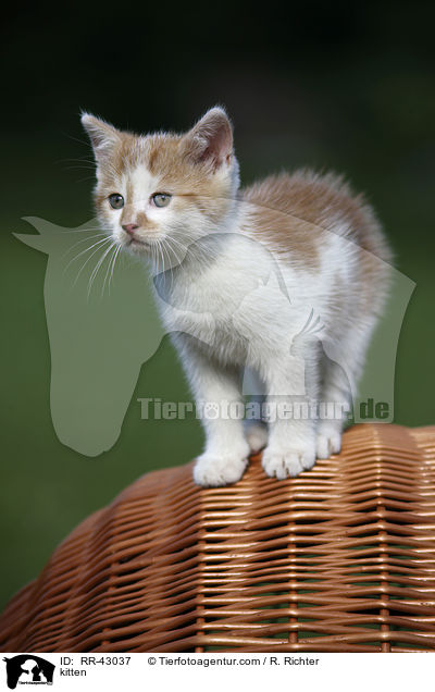 kitten / RR-43037