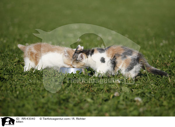 Europisch Kurzhaar Ktzchen / kitten / RR-43040