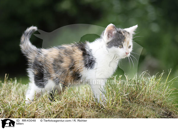 kitten / RR-43048